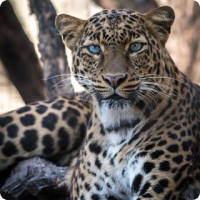 Amur Leopard