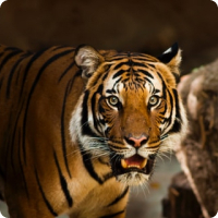 Amur Tiger