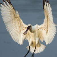 Black-faced Spoonbill