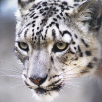 Snow Leopard