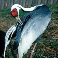 White-naped Crane