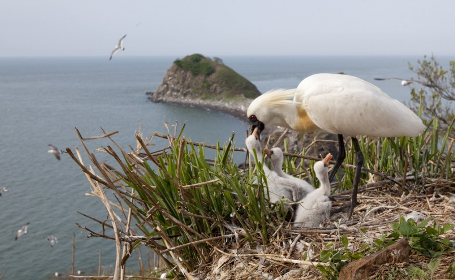 Hooded cranes in the wild