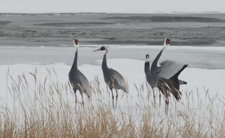 White-naped cranes in the wild