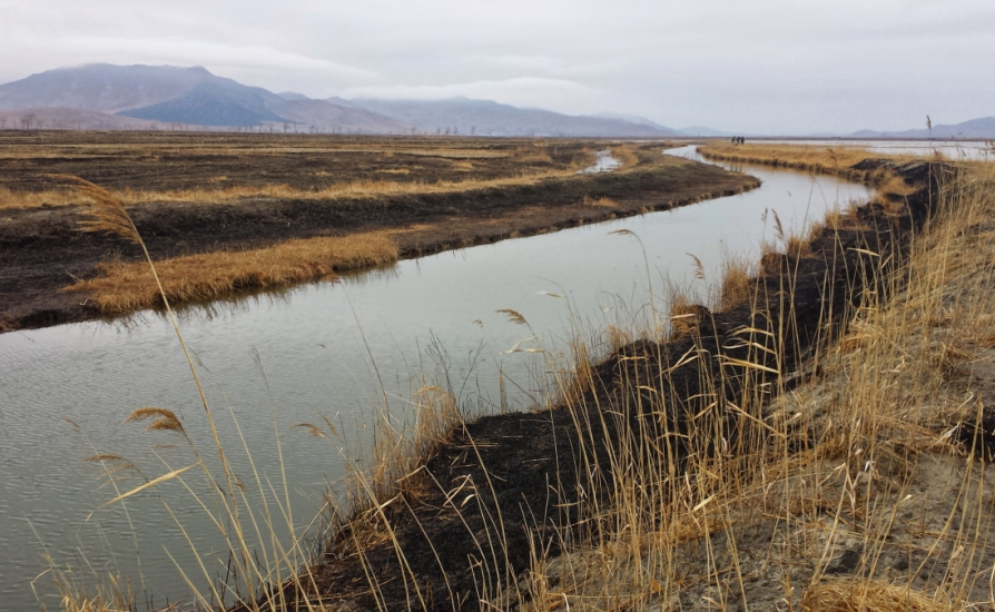 Observing migratory birds