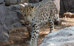 amur leopard