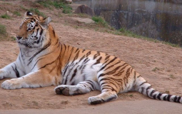 Amur tiger