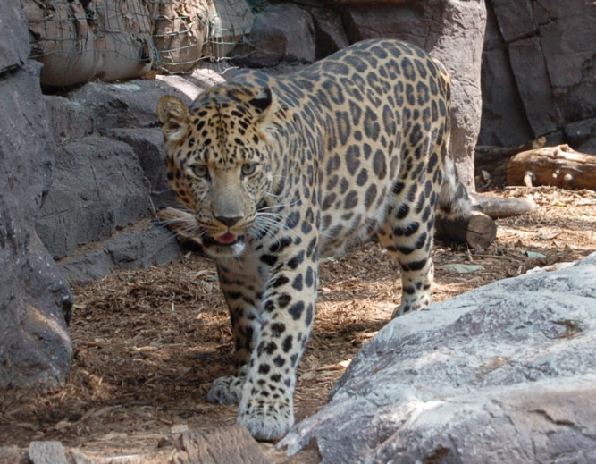 amur leopard